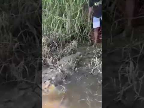 JACARÉ AÇU MONSTRO #jacaré #caiman #crocodile #natureza