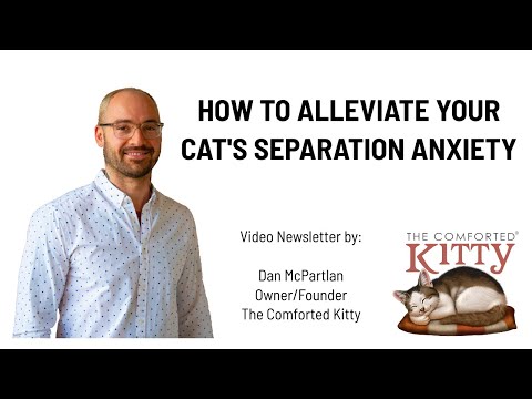 How to Alleviate Separation Anxiety in Your Cat