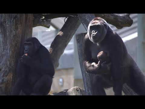 download lagu mp3 mp4 Ape House s, download mp3 Ape House s free download mp3, download mp3 Ape House s