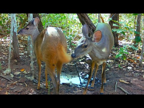 Animais na ceva de sal e o som da natureza!