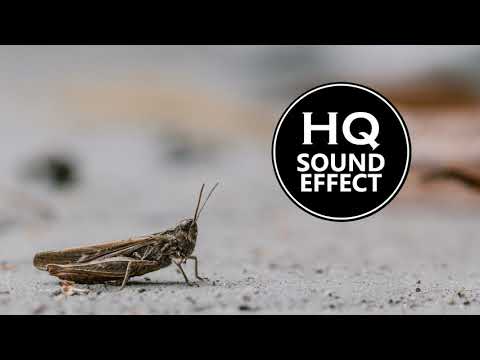 Cricket Sound Effect 1 Hour HQ (Download link included)