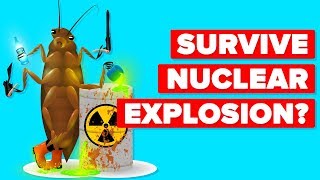 How Can A Cockroach Survive A Nuclear Explosion?