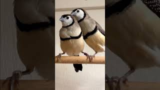 Download lagu Burung Hantu Finch yang Lucu | Burung Finch Berpalang Ganda | Burung di Kandang Burung | Suara Burung #burung #burung #pecintaburung mp3 Download lagu Burung Hantu Finch yang Lucu | Burung Finch Berpalang Ganda | Burung di Kandang Burung | Suara Burung #burung #burung #pecintaburung mp3