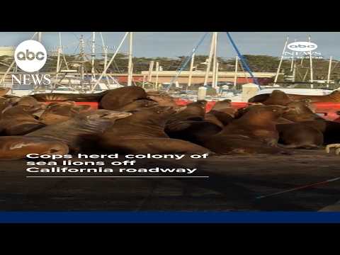 Cops herd colony of sea lions off California roadway