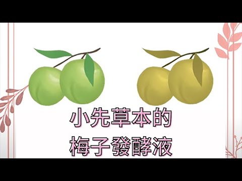 小先草本的梅子發酵液 | 小先草本