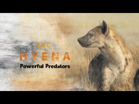 Spotted Hyena : Powerful Predators