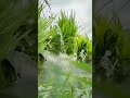 Vivasayi WhatsApp Status Song Tamil