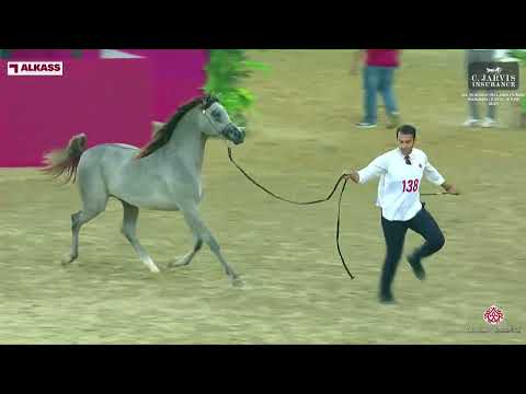 N.138 RAYYAN ASSAYEL ALUWAYNAH - Al Shaqab International Arabian Horse Show - Yearling Colts Sec...