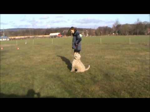 04.02.17 Yoschi - Apportieren, Pylone u. Sprung über die Hürde