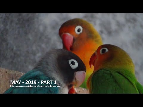 LOVEBIRD SOUNDS - MAY 2019 PART 1