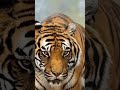 Wild Animal Puli Trending Today Tiger
