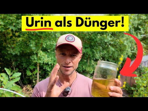 Fertilizing with urine 🌱 – How does it work, and is it really beneficial? (with mixing ratios, etc.)