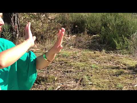 shamanic movements and dance with spirit of trees for self-healing/creative conscious expression