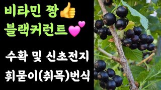 블랙커런트???? 수확 및 신초전지???? 휘묻이(취목) 번식????