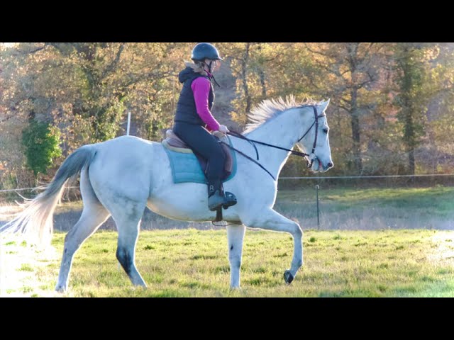 La m&eacute;thode &eacute;quine Imp&eacute;riale vous pr&eacute;sente les chevaux..