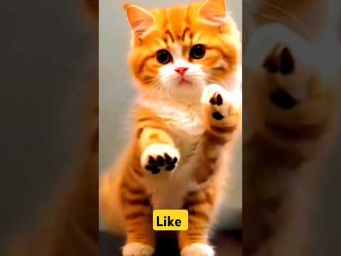 Crazy dancing cute cat 😻 | #funnycat #funnydance #catvideos #trendingshorts #catdance