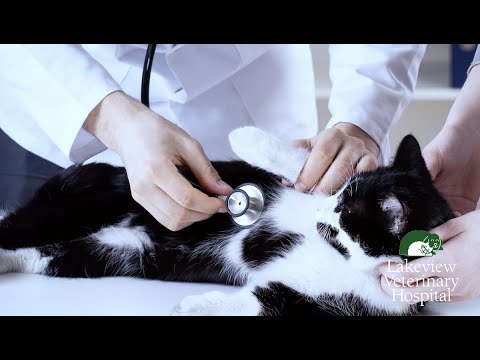 Pyrethrin/Pyrethroid Poisoning in Cats