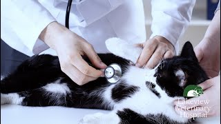Pyrethrin/Pyrethroid Poisoning in Cats