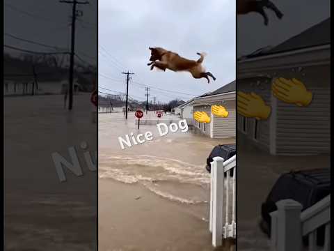 Heroic Golden Retriever Saves Baby Bird From Flood! 🐶