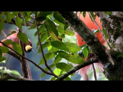 Rajka Raggiho (Paradisaea raggiana) — tokanie a hlas v prírode