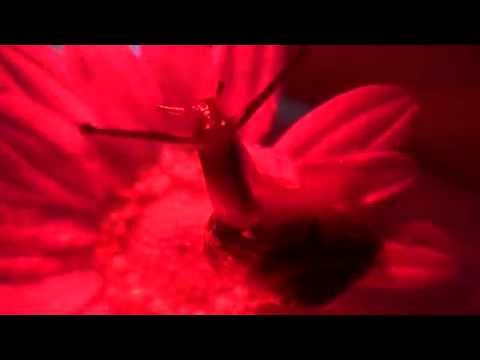 FdPN e Ta' - Paranoia 22 (Paura e panico)