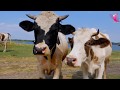 COW VIDEO 🐮🐄 COWS MOOING AND GRAZING IN A FIELD 🐄🐮