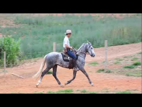 LOTE 09 Cigano Serra Bela