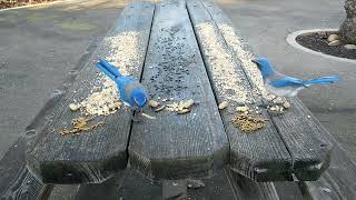 Download Lagu Speedy, Fluffy, Kali, Alviso Adobe Park Songbirds and California Scrub Jays Thumbnail