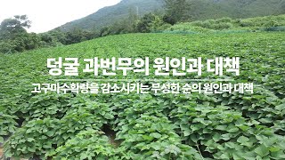 무성한 덩굴 때문에 고구마가 안 달릴 것 같은 과번무의 원인 7가지와 사전.사후 대책 7가지