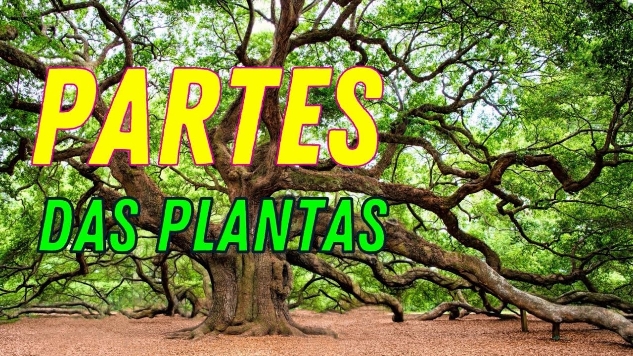 Conhecendo a estrutura da plantas e suas funções: raízes, caule, folhas, flores e frutos
