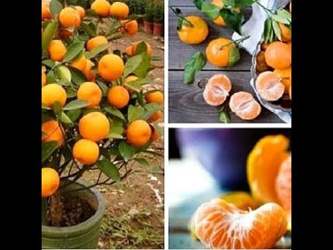 , title : 'Stop met het kopen van mandarijnen. Plant ze in een bloempot en je hebt altijd honderden'