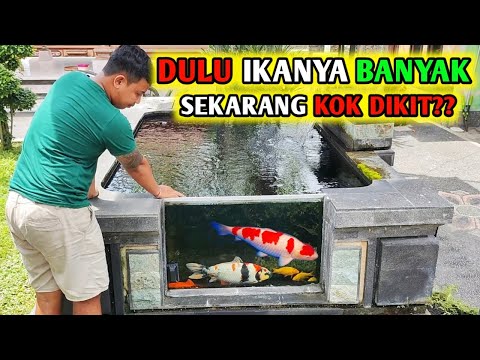 DULU JADI PENGOBY BRUTAL DAN UGAL UGALAN SEKARANG JADI PENGOBY KALEM#koi #koifish #koipond
