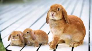 Enrique Iglesias - You Rock Me