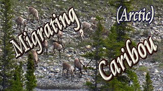 🦌 Caribou migrating across Arctic's Firth River 🏞️