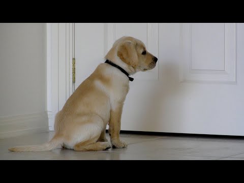L'accueil de ce chien le plus drôle va vous faire craquer !