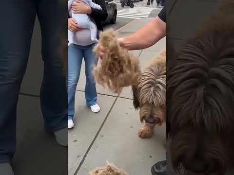 Best Pet Grooming Brush for Removing Loose Hair & Shedding