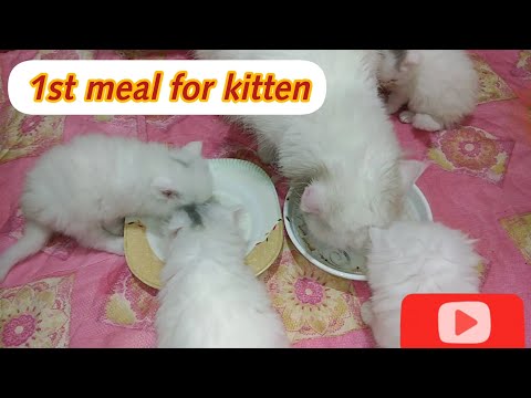 My kitten 1st meal by samina arshad........