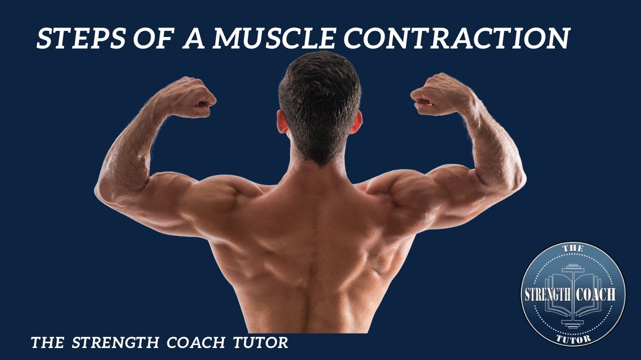 Steps of a Muscle Contraction NSCA CSCS Exam
