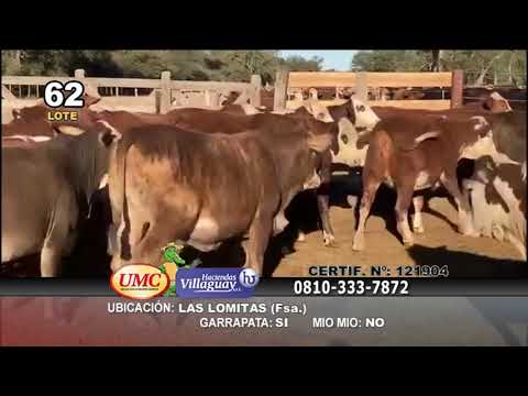 Lote 150 Vaquillonas C/ gtia de preñez en Las Lomitas, Formosa