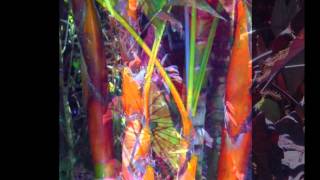 Handel: ombra mai fu - Eliana Cardoso: Display.m4v