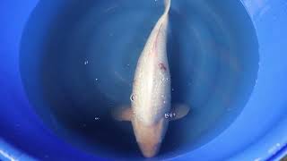 video van Ginrin Shiro Muji 2204100