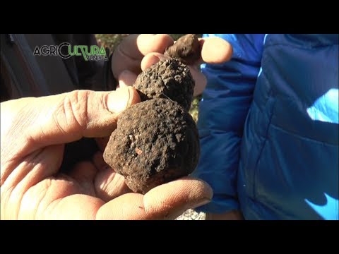 Parassita in una pertica rossa Parassiti a piccolo fritto dei pesci