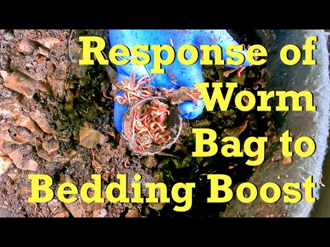 Feeding #11 & LOTS MORE bedding for outdoor worm bag v4 - vermicompost