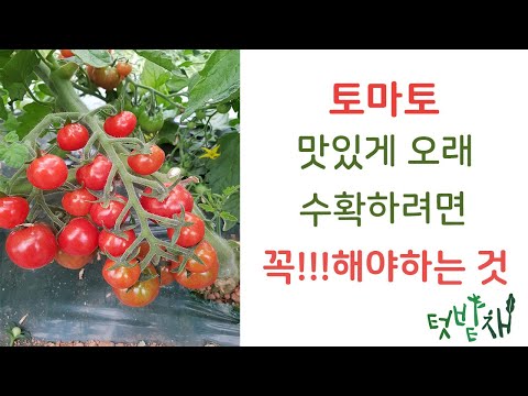 , title : '토마토 맛있게 오래 수확하는 재배법!'