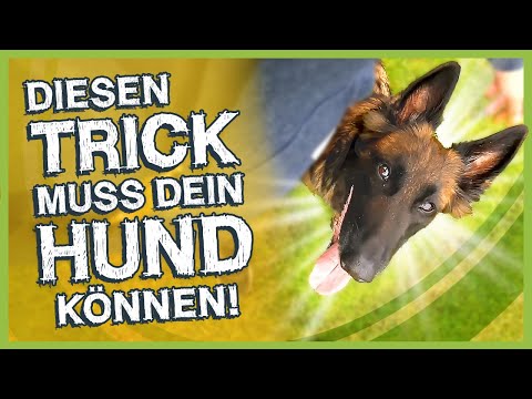 Praktischer TRICK für Spaziergänge – So baust du ihn Schritt für Schritt auf