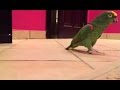 EVIL BIRDIE'S CREEPY LAUGH