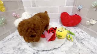 トイプードルの動画01