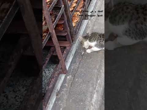 خدت الصدمة من القطة بجد #فولومي #فولو #ترند #اكسبلور #لايك_اشتراك #رمضانمبارك