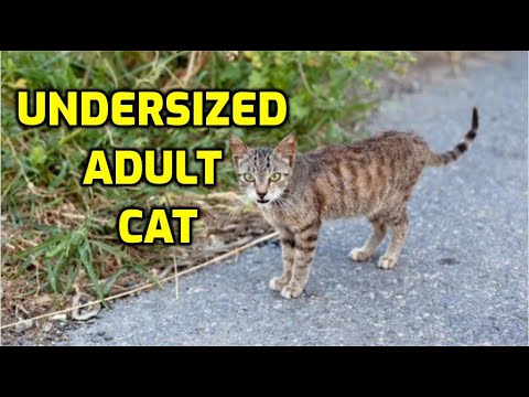 YouTube video about: Why is my cat's head so small?
