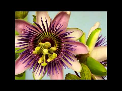 download lagu mp3 mp4 Passiflora X Belotii, download lagu Passiflora X Belotii gratis, unduh video klip Passiflora X Belotii